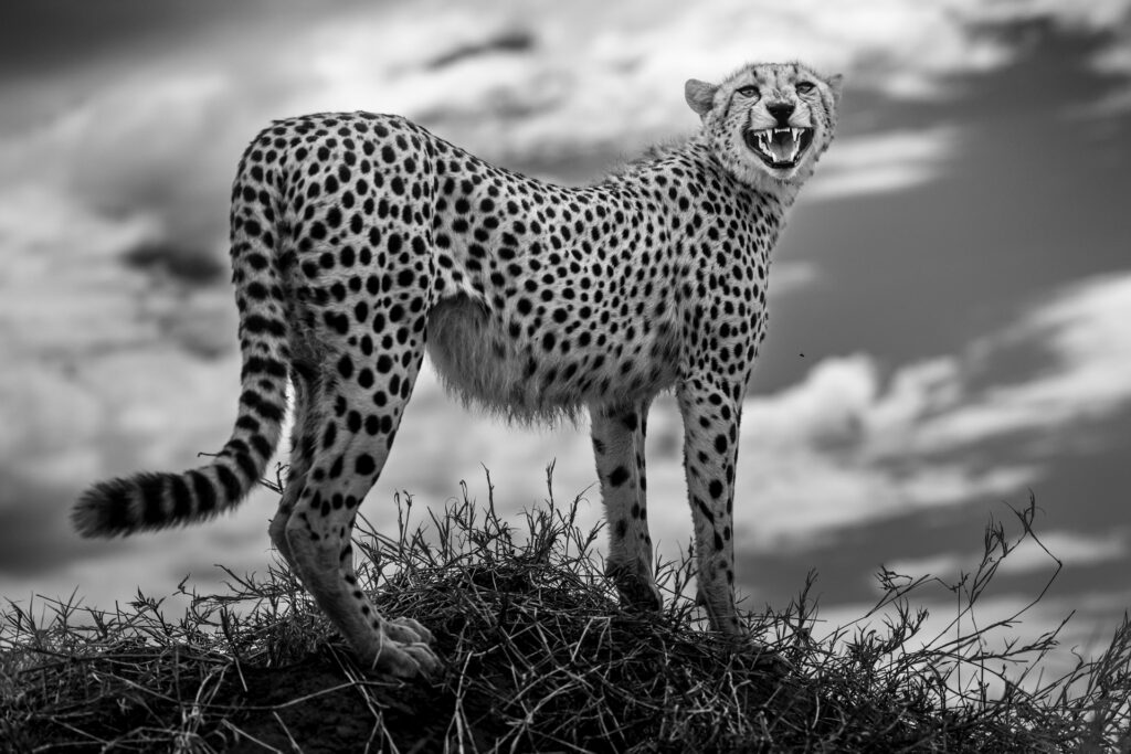 Fangs of Fury photographed by Johan Siggesson