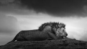 The Dreamer photographed by Johan Siggesson